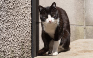 東京都豊島区池袋：猫