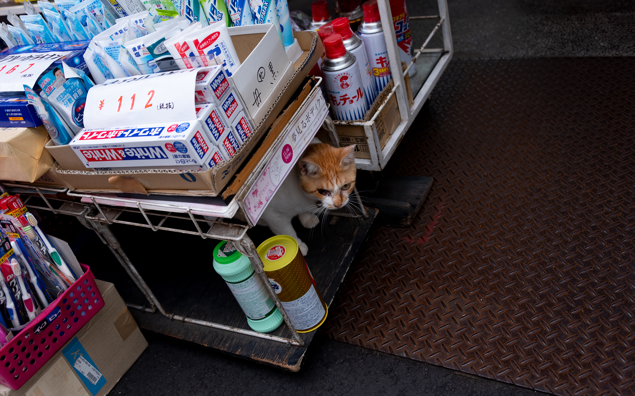 東京都北区 神谷銀座商店街：猫