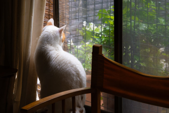 東京都豊島区池袋：猫