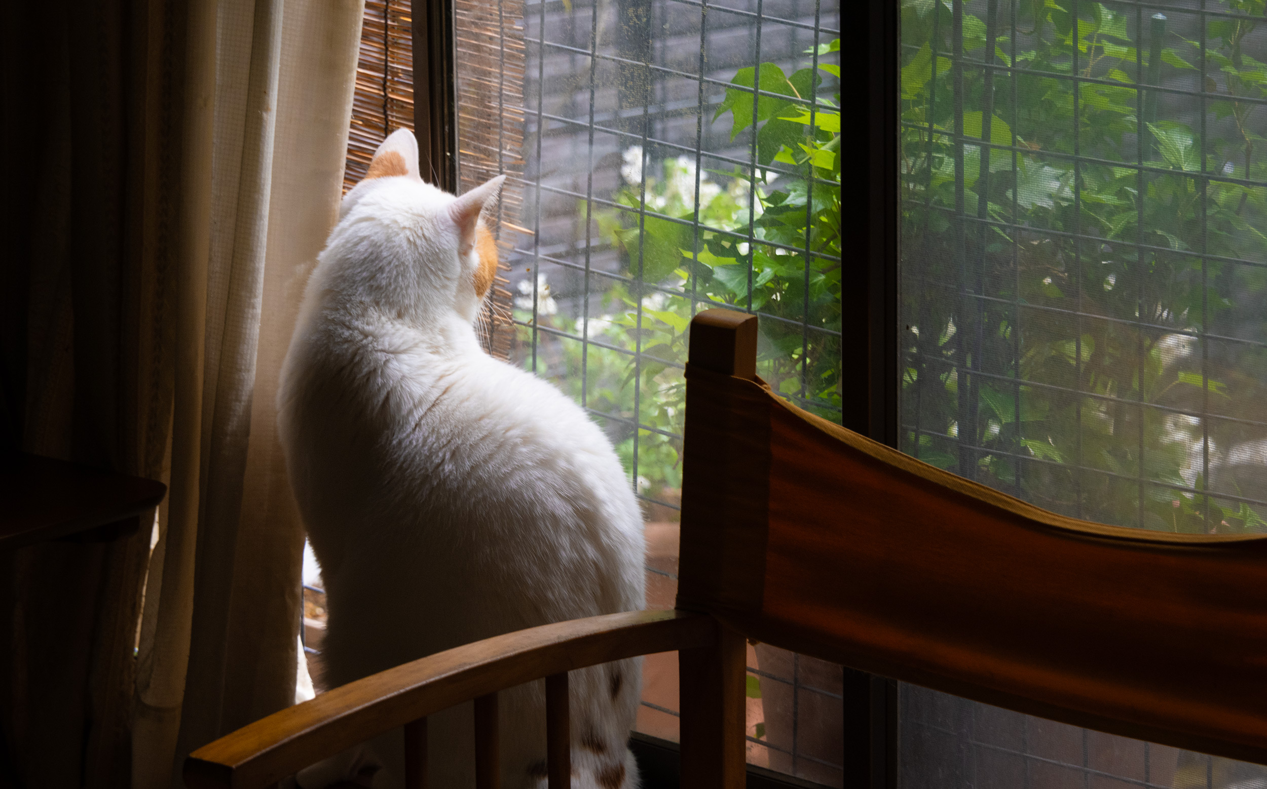 東京都豊島区池袋：猫