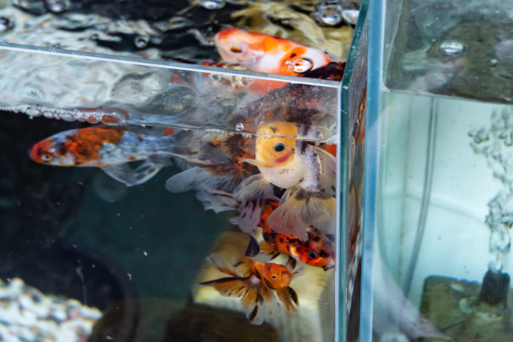 東京都台東区池之端