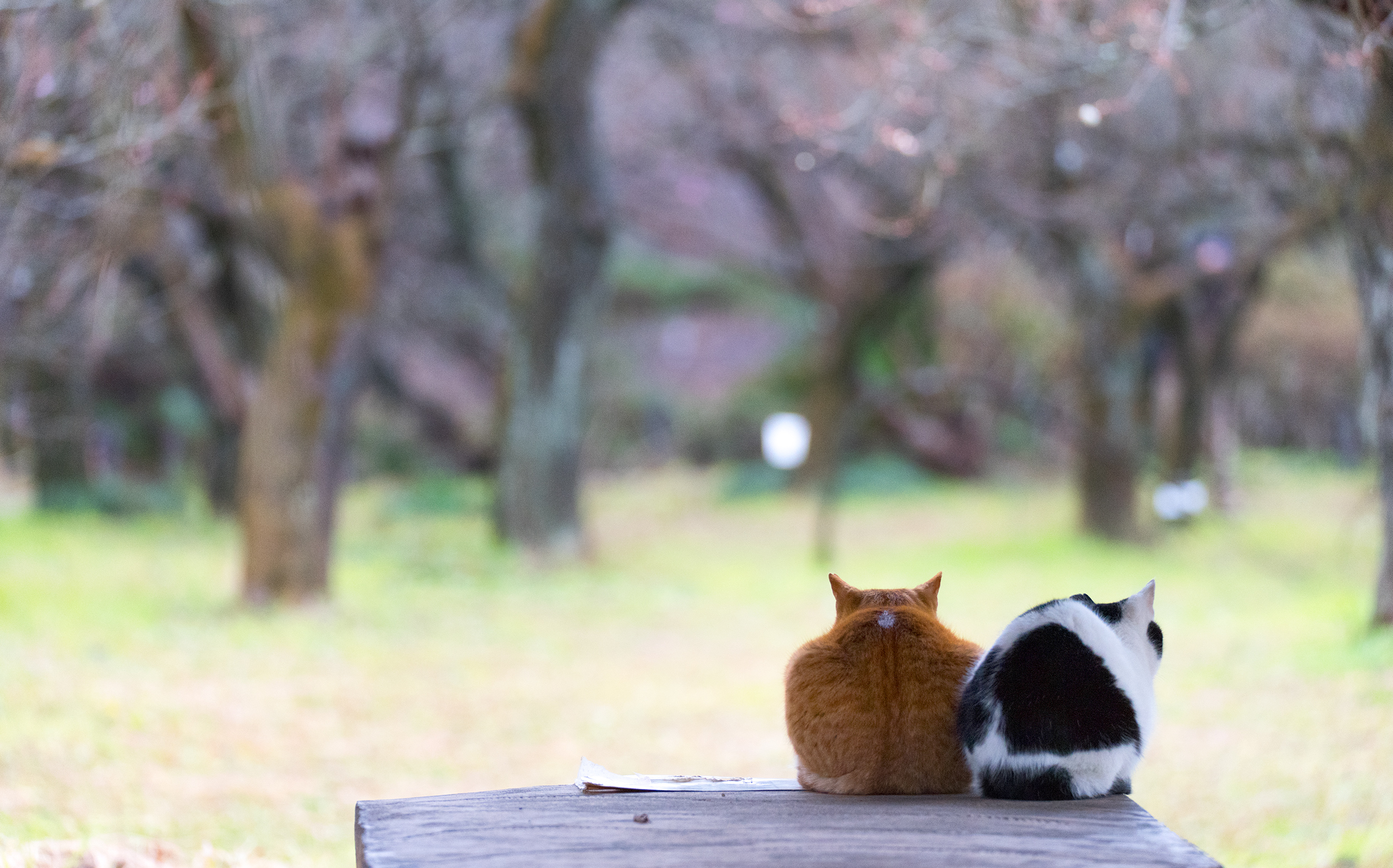 東京都文京区小石川 小石川植物園：猫