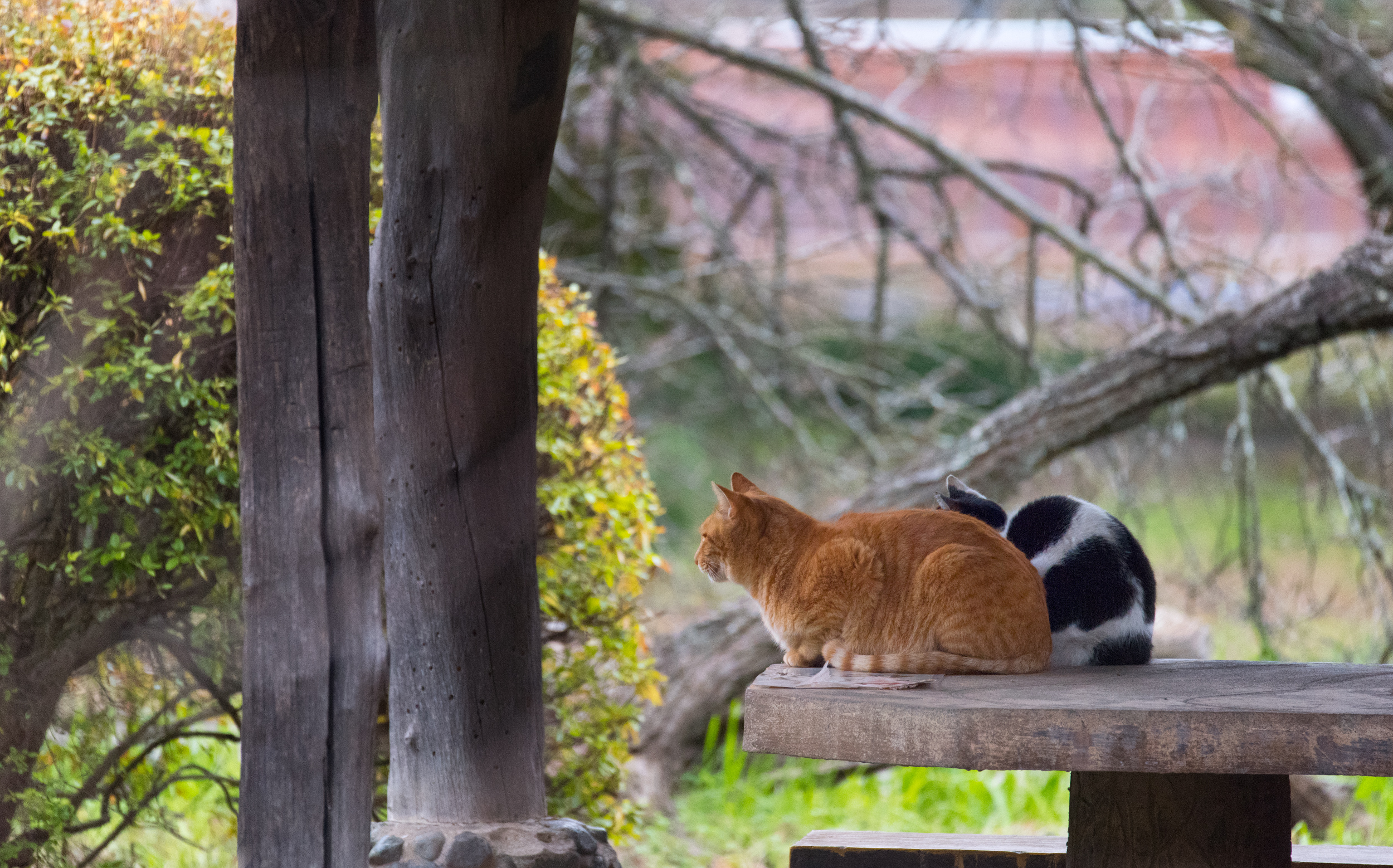 東京都文京区小石川 小石川植物園：猫