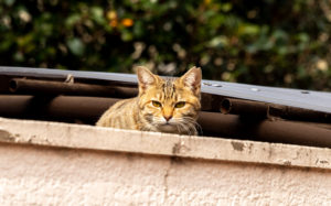 東京都豊島区雑司が谷：猫
