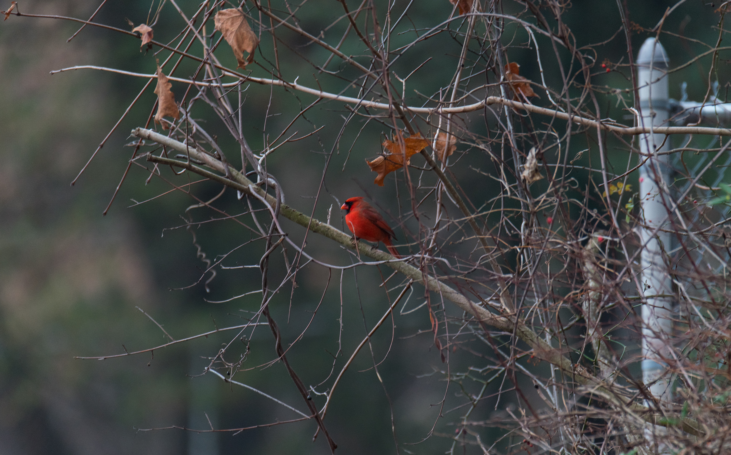 Northern Cardinal, ショウジョウコウカンチョウ, Piermont, NY, United States