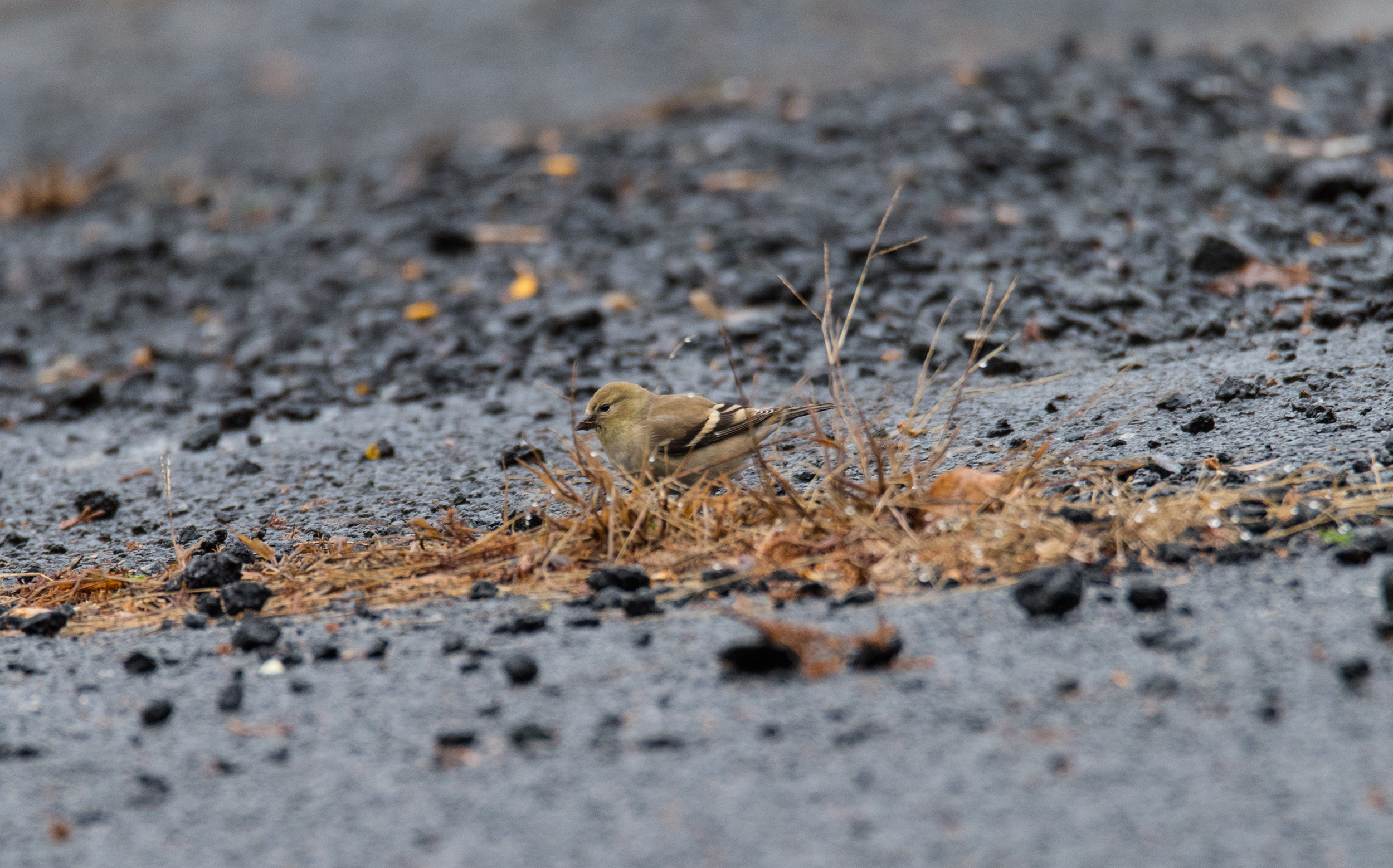 American Goldfinch, オウゴンヒワ, Piermont, NY, United States