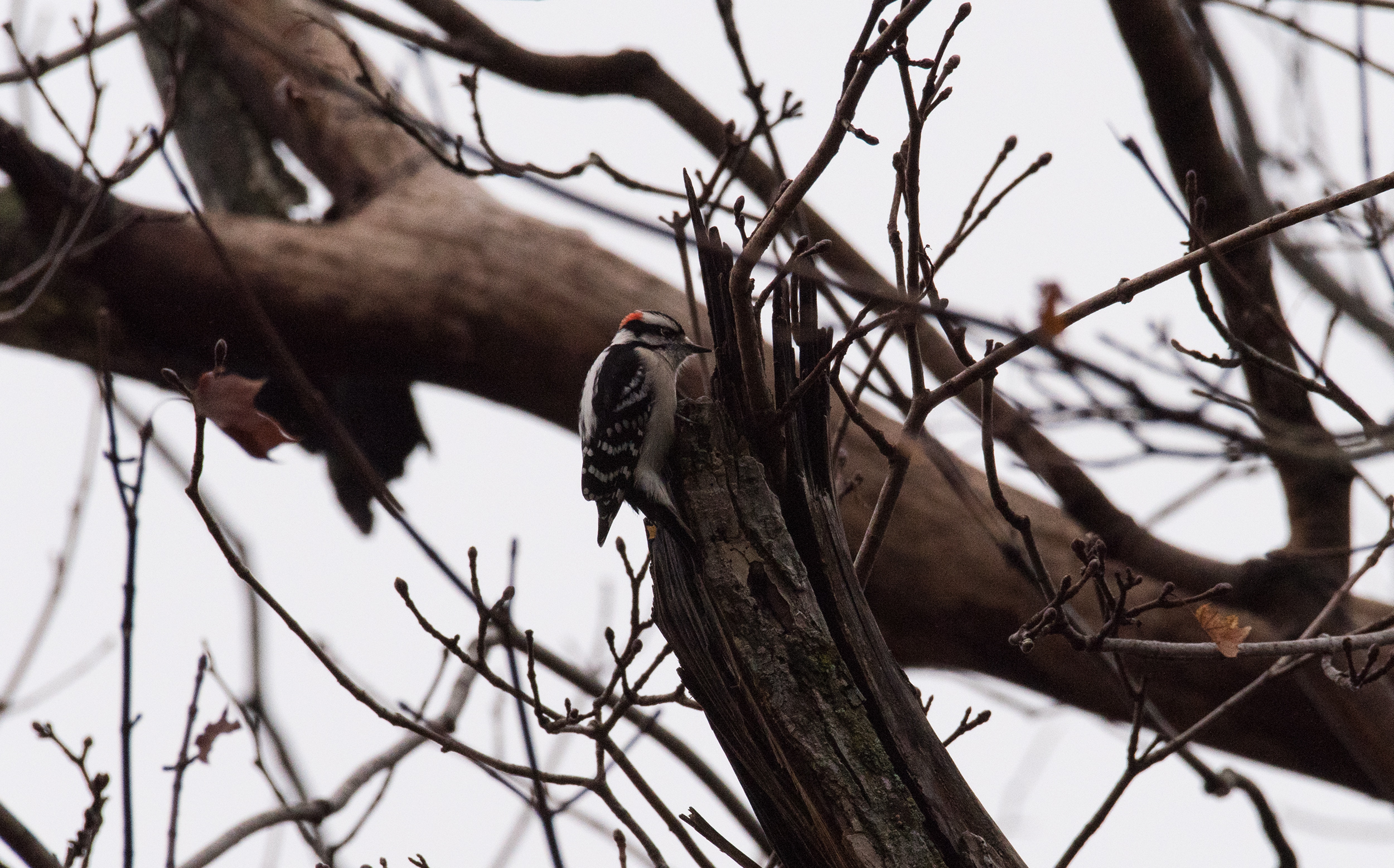 Downy Woodpecker, セジロコゲラ, Piermont, NY, United States