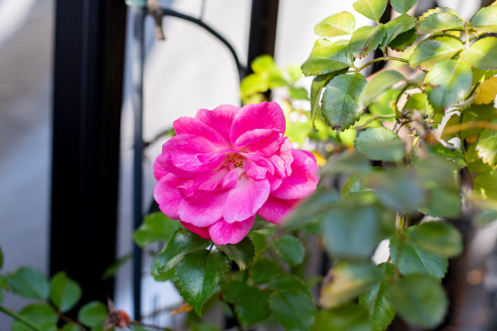 東京都豊島区池袋：バラ