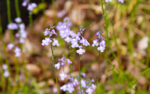 東京都豊島区雑司が谷 雑司ヶ谷霊園：マツバウンラン