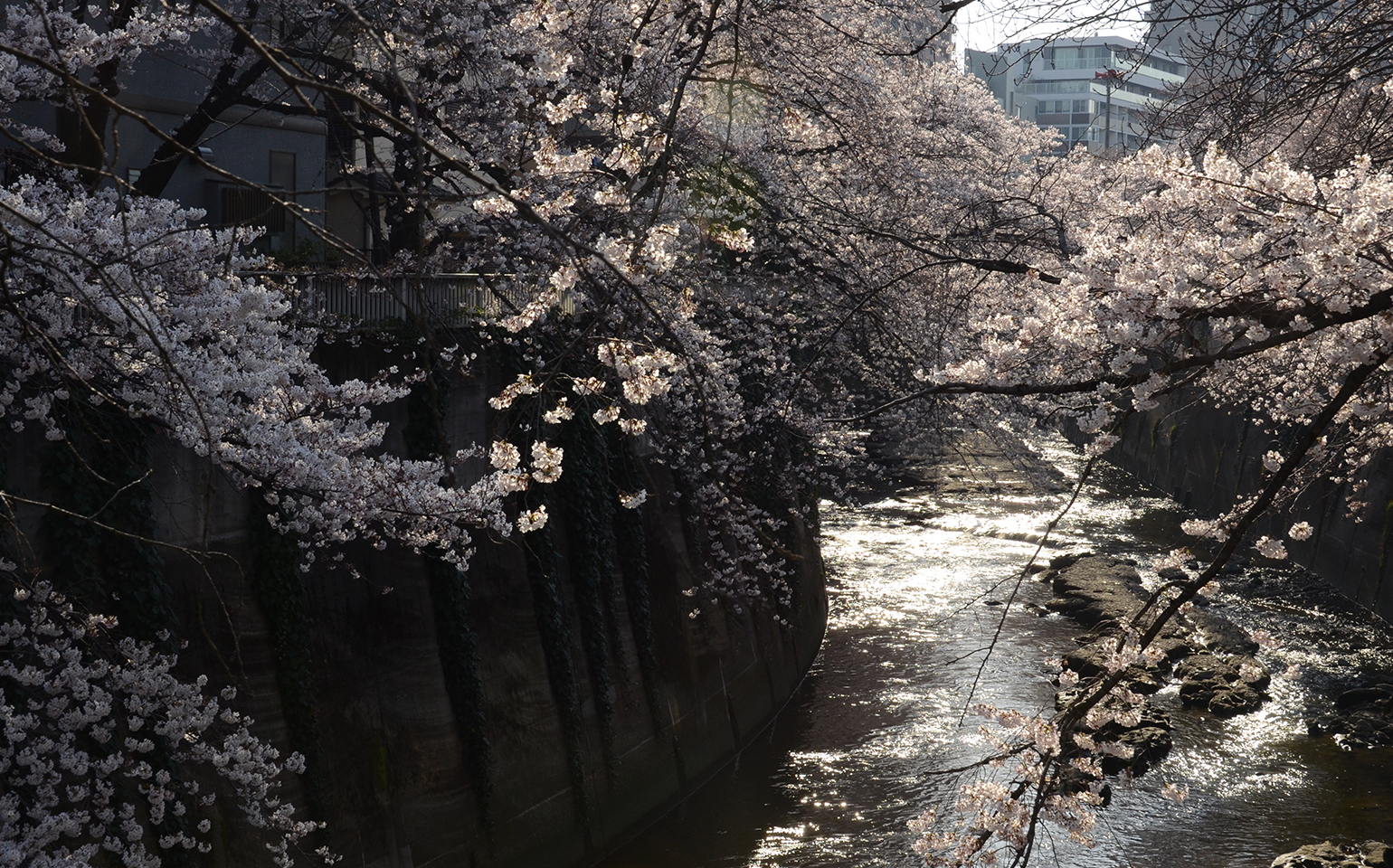 東京都文京区：神田上水の桜
