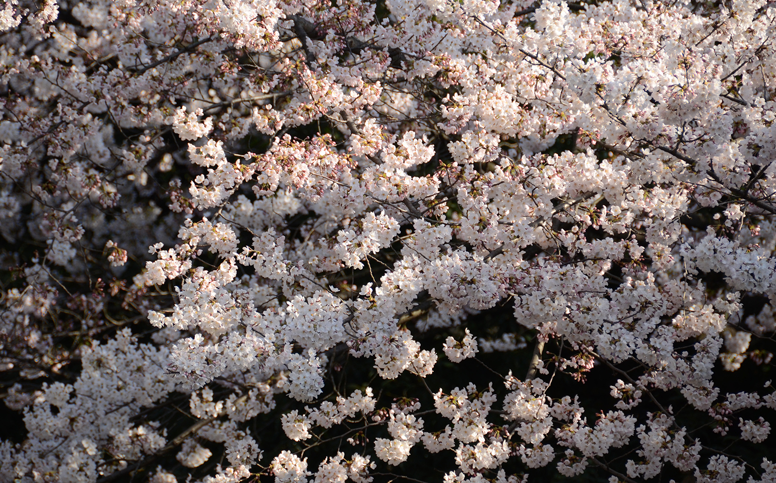 東京都文京区：神田上水の桜