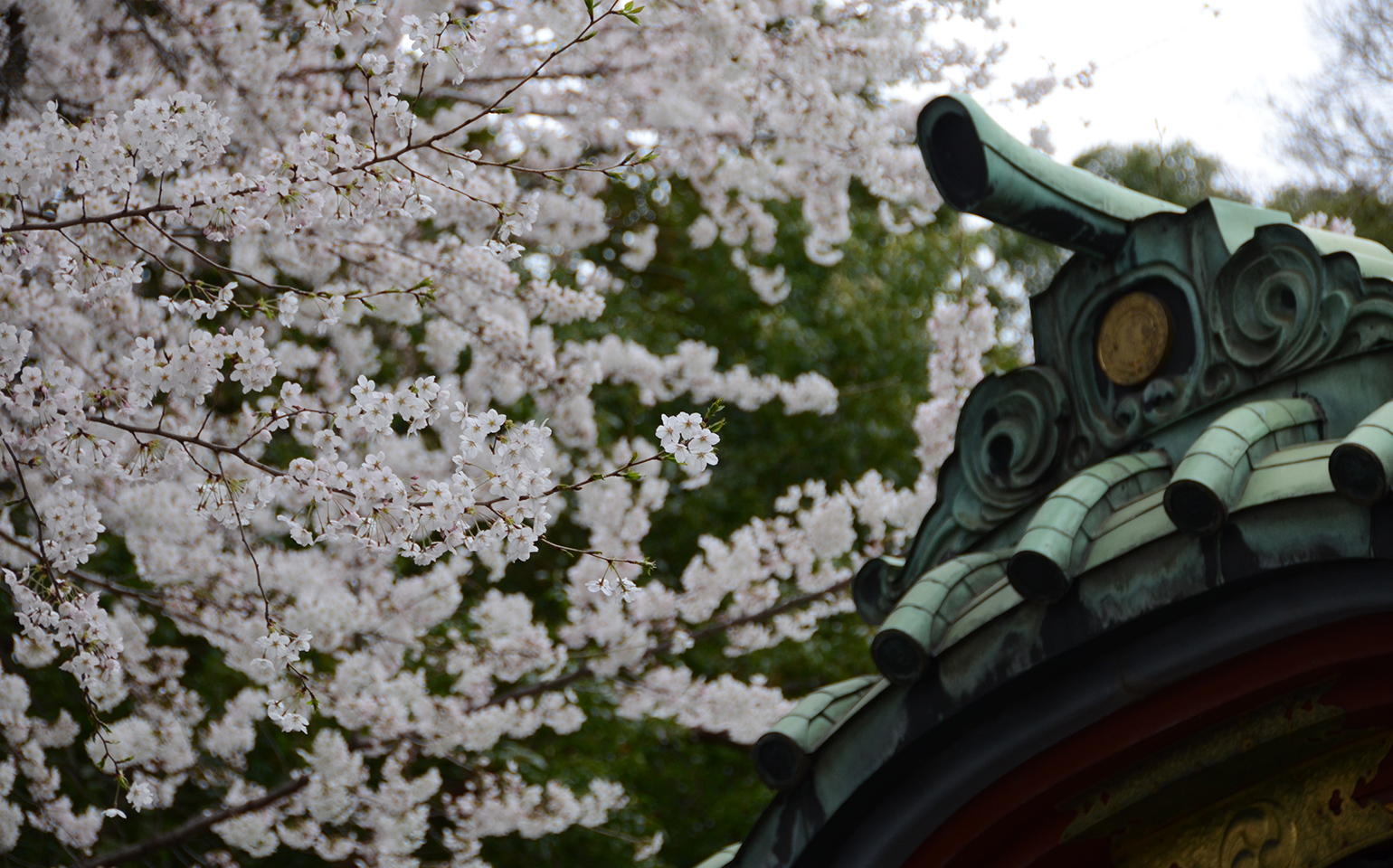 東京都北区王子：王子稲荷神社の桜
