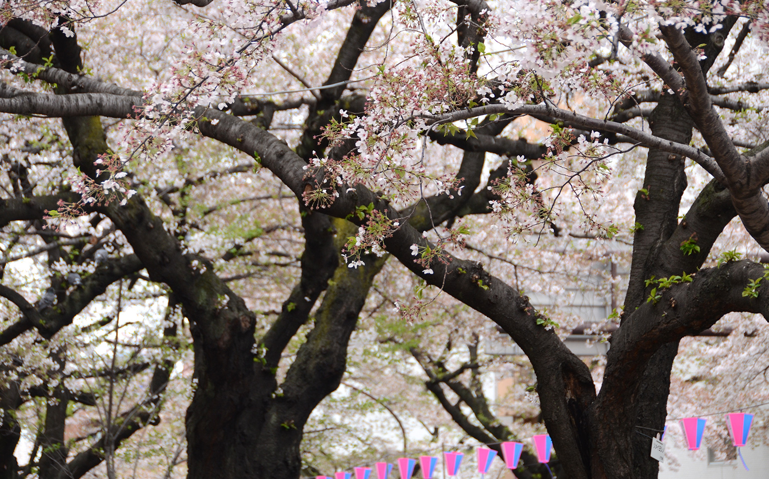 東京都文京区小石川：播磨坂の桜
