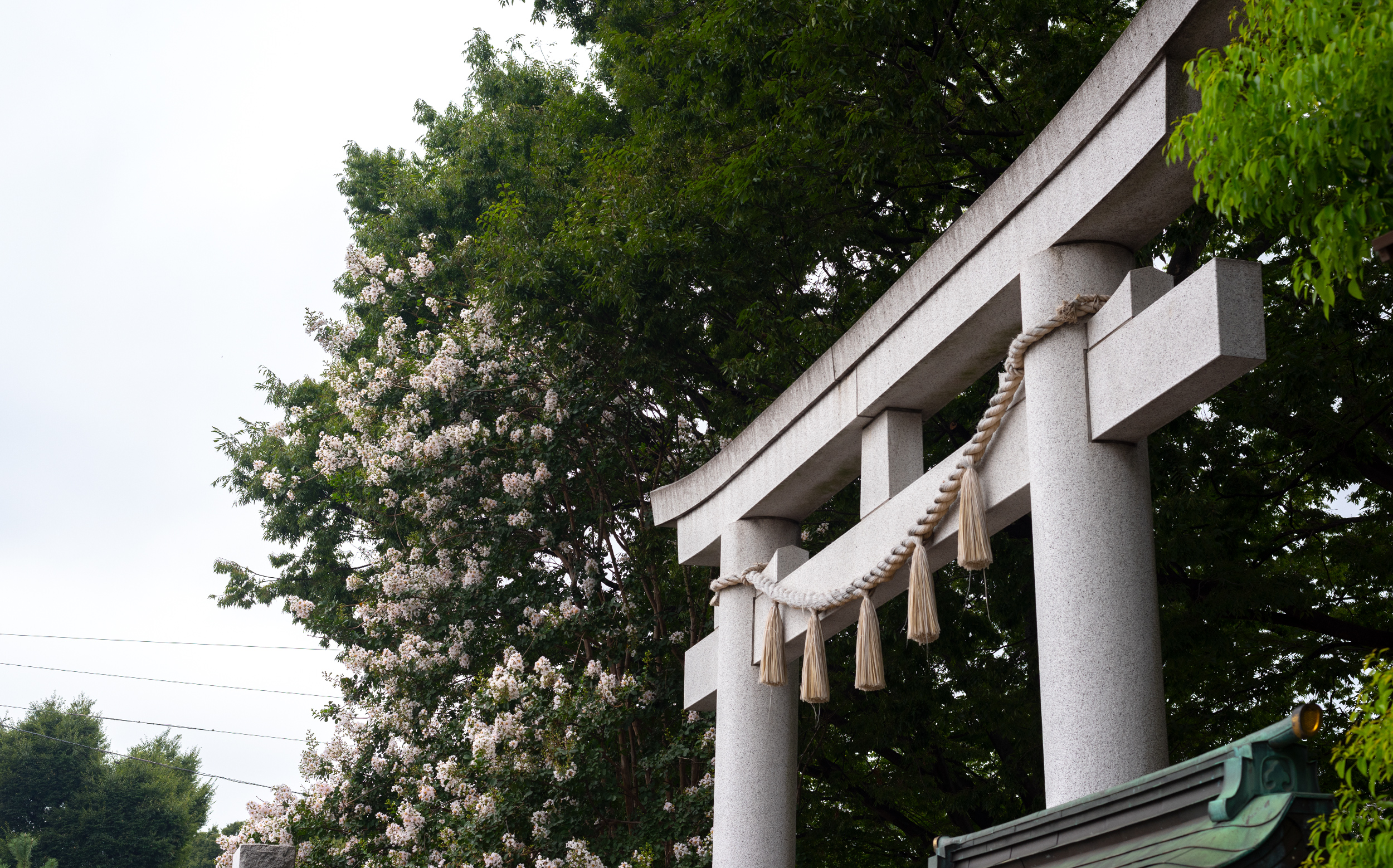 東京都豊島区雑司が谷：大鳥神社のサルスベリ