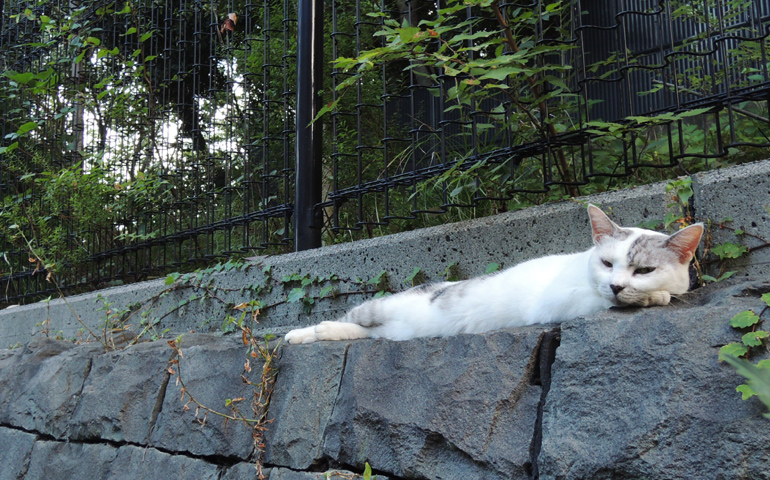 東京都文京区目白台：胸突坂の猫