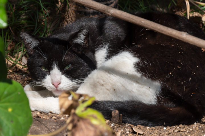 東京都豊島区雑司が谷：猫