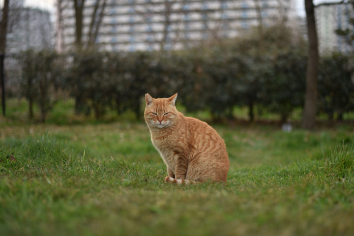東京都北区豊島：荒川の猫