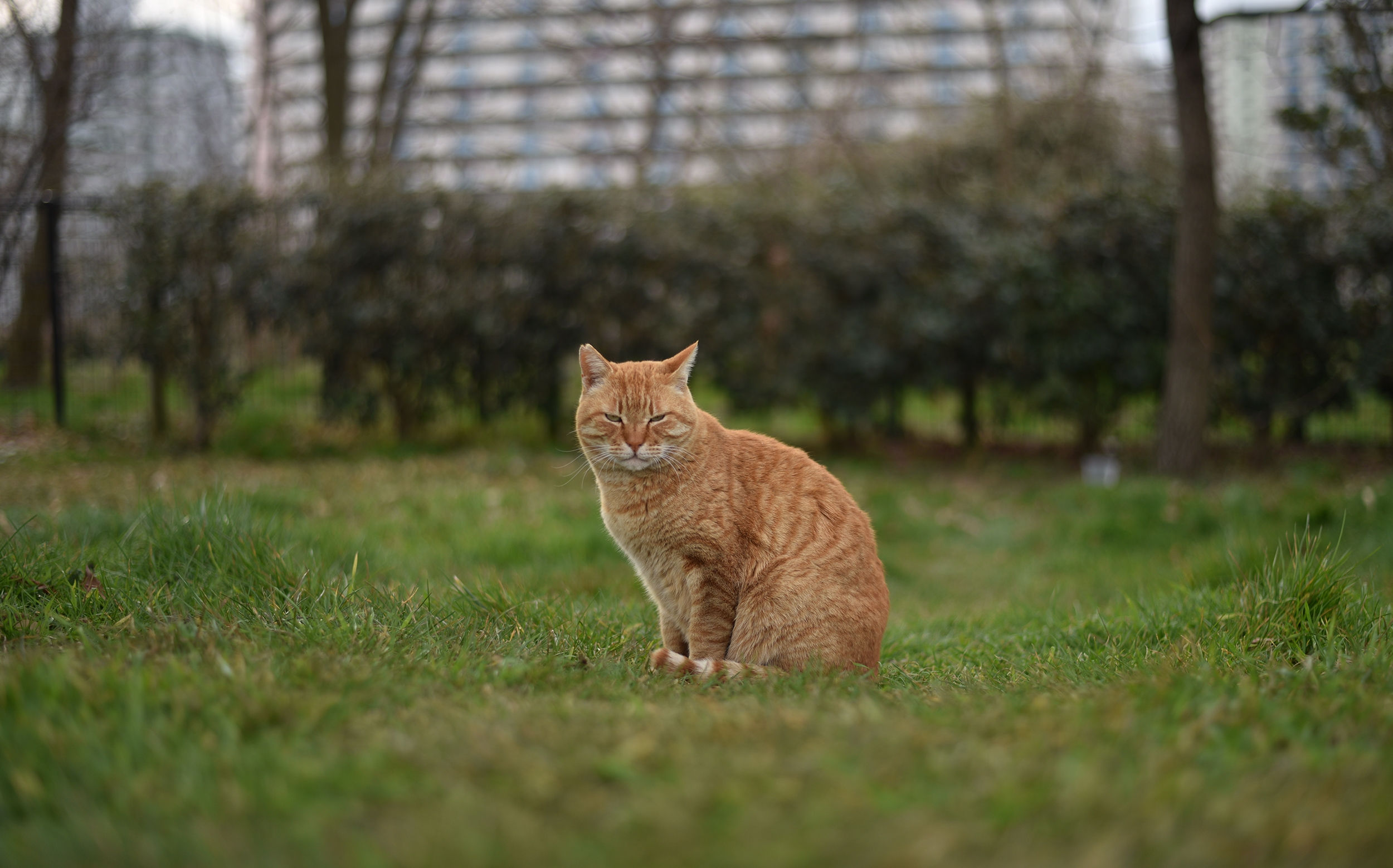 東京都足立区：荒川の猫