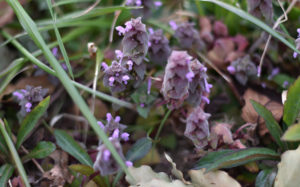 東京都足立区荒川土手：ヒメオドリコソウ