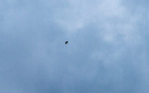 東京都豊島区雑司が谷：カワウ