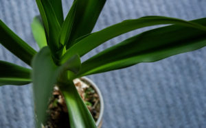 神津島でいただいた植物