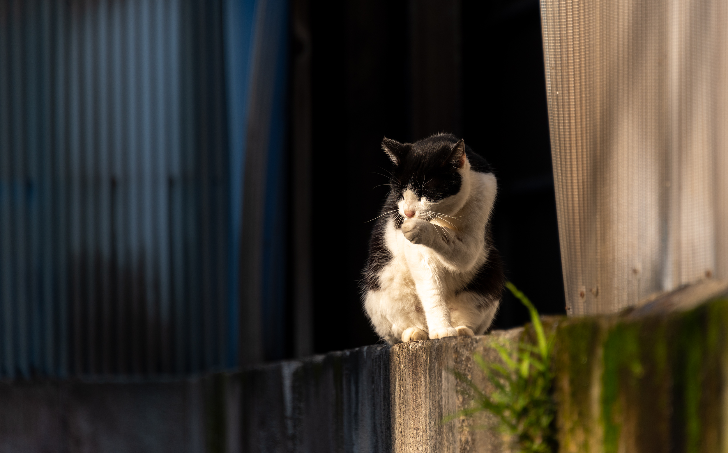東京都葛飾区立石：猫