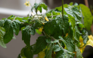 ミニトマトの花