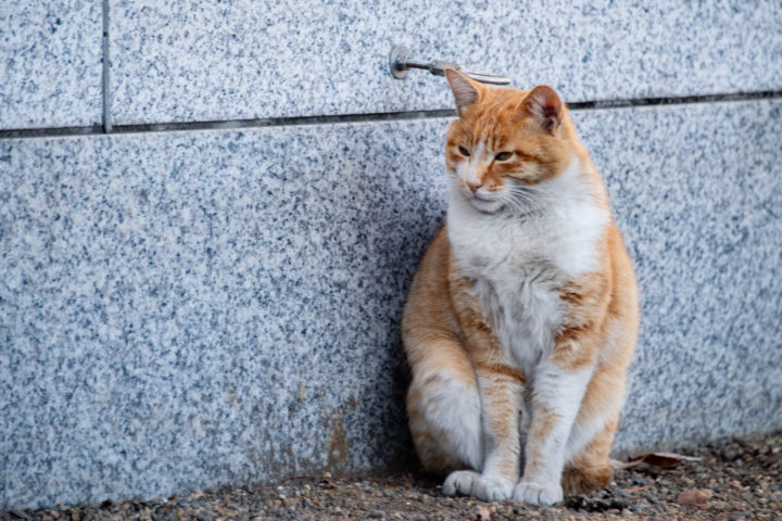 東京都豊島区雑司が谷：猫