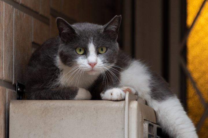 東京都豊島区東池袋：猫
