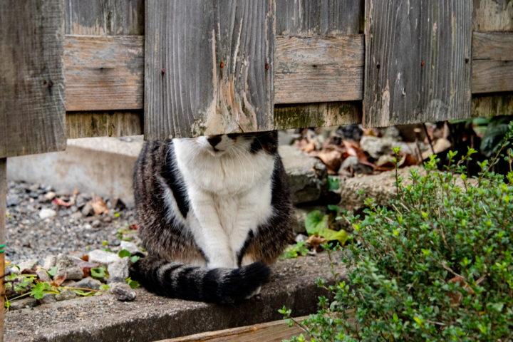 東京都豊島区雑司が谷：猫