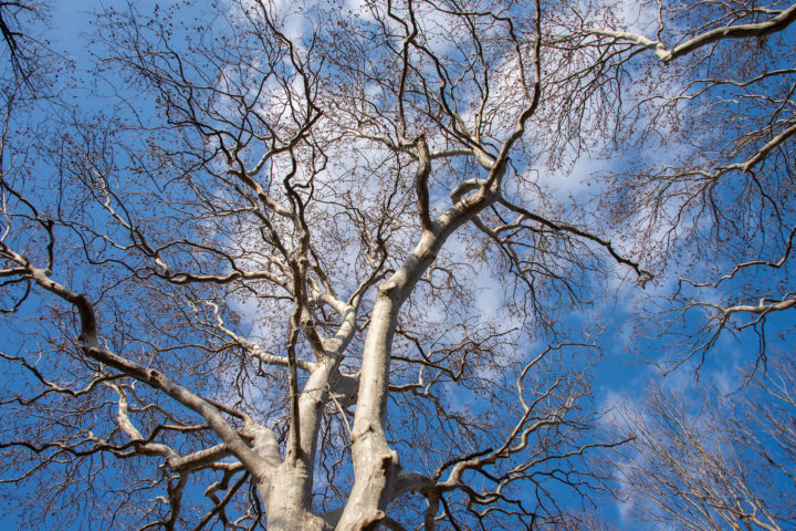 東京都文京区小石川：小石川植物園