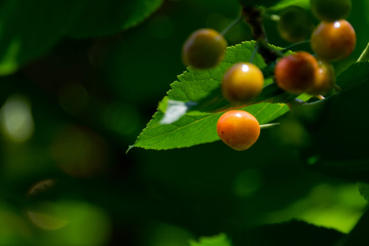 東京都豊島区池袋：桜の実